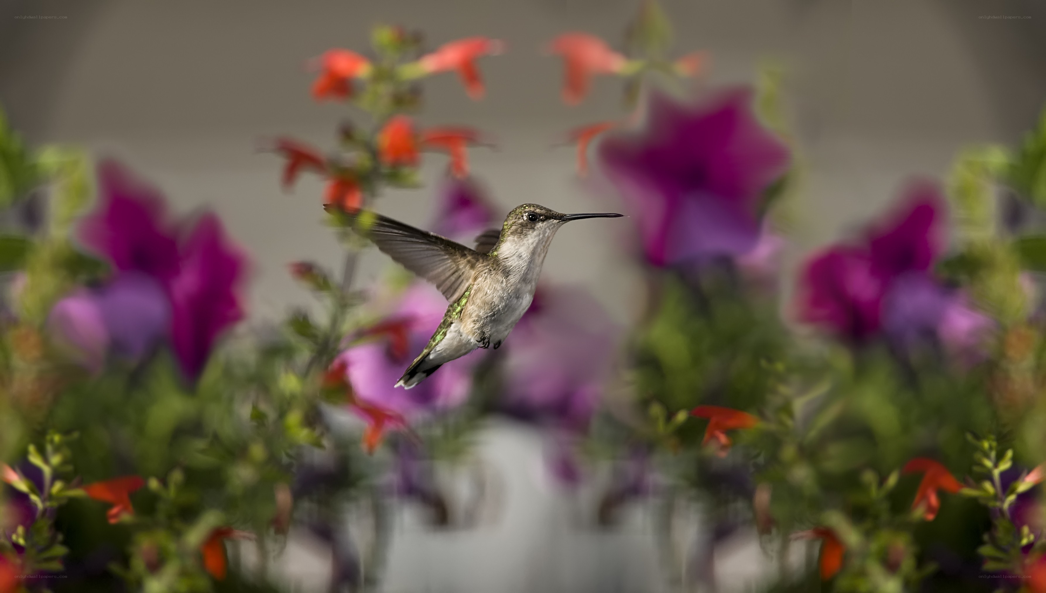 hummingbird in flight among flowers