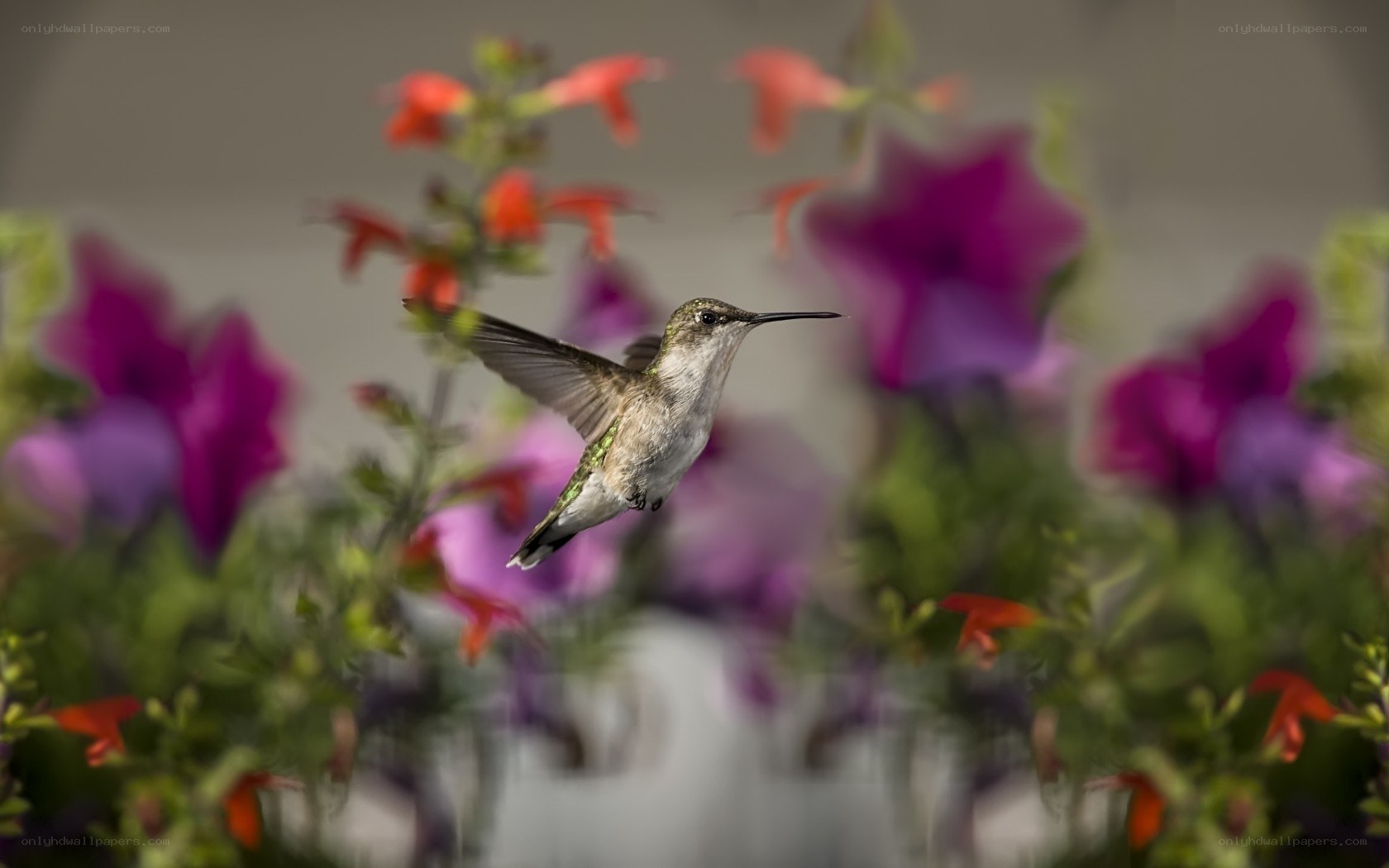 Hummingbird in flight among flowers