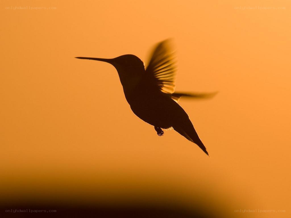 hummingbird in flight at sunset