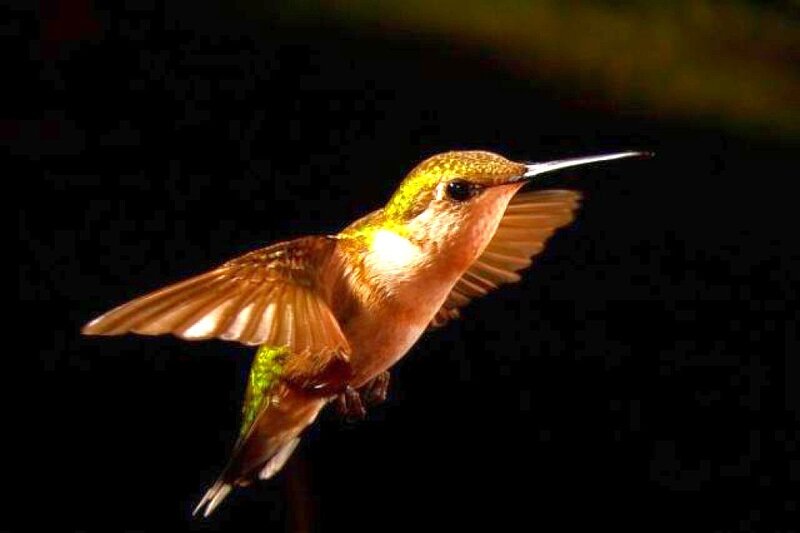 Hummingbird in Flight — Black, Dramatic, Photograph