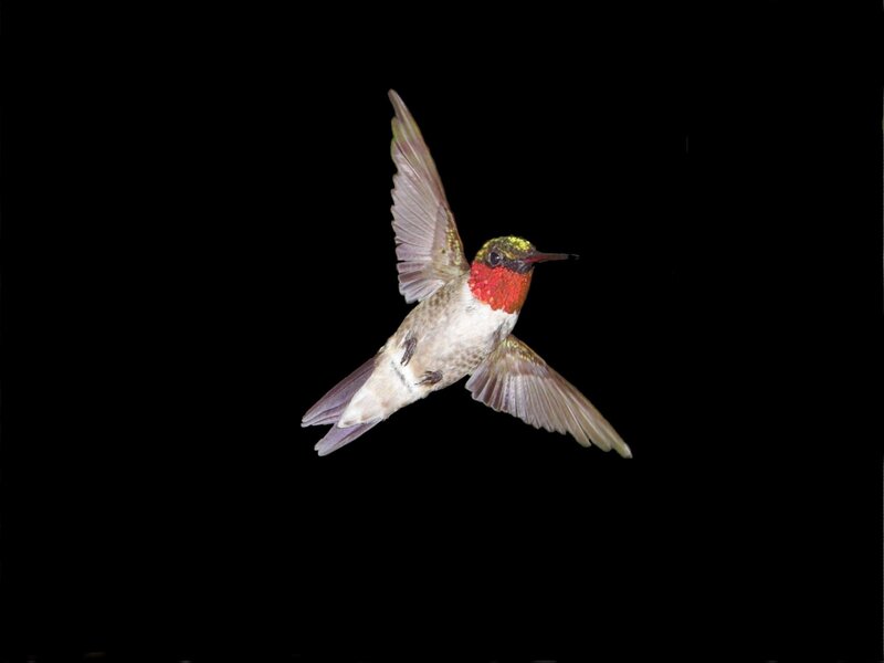 Hummingbird in Flight — Black, Dramatic, Photograph, Wings