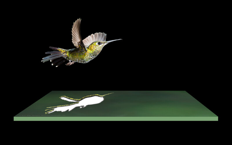 Hummingbird in Flight — Black, Dramatic