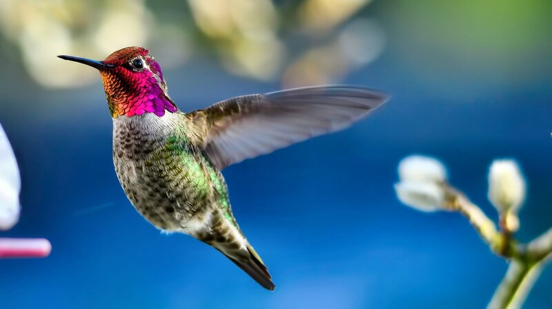 Hummingbird in Flight — Blue, Calm