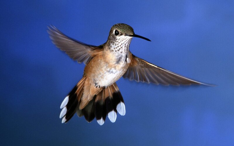 Hummingbird in Flight — Blue, Dynamic, Photograph, Blue Sky