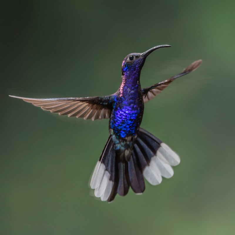 Hummingbird in Flight — Blue, Dynamic, Photograph, Green Background, Purple