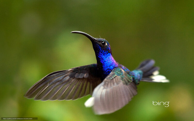 Hummingbird in Flight — Blue, Dynamic, Photograph, Green Background