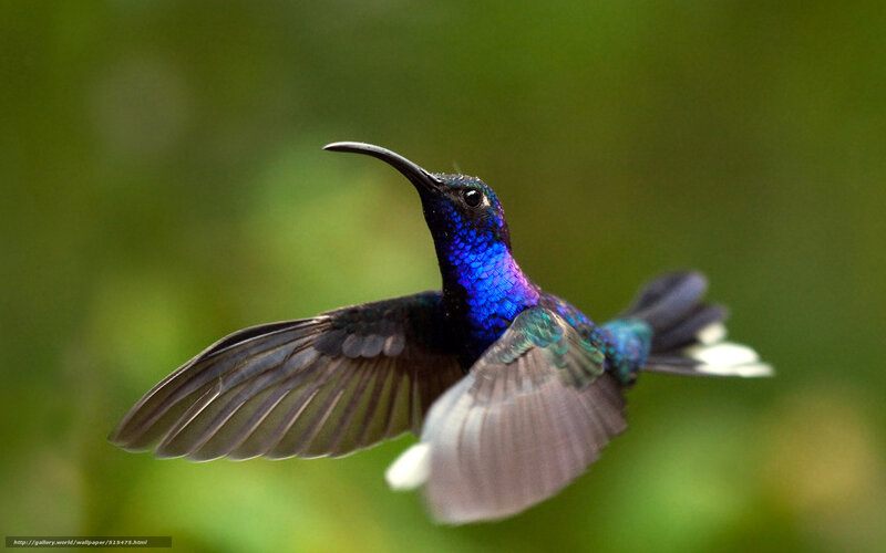 Hummingbird in Flight — Blue, Dynamic, Photograph, Green Background, Wings