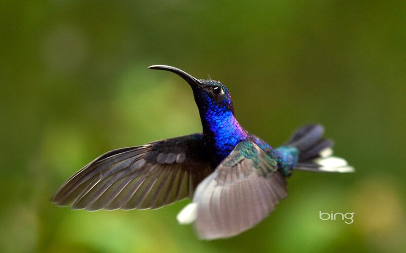 Hummingbird in Flight — Blue, Dynamic, Photograph, Green Foliage