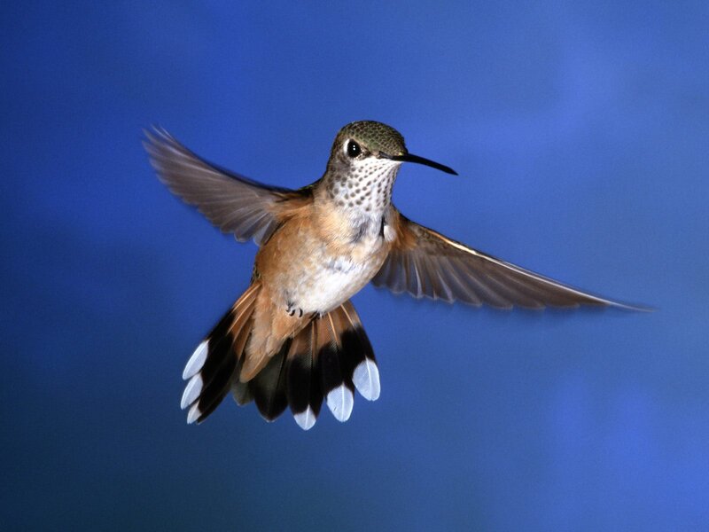 Hummingbird in Flight — Blue, Dynamic, Photograph