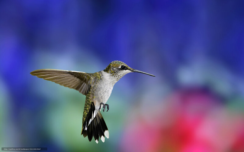Hummingbird in Flight — Blue, Dynamic, Photograph, Wings, Tail Feathers, Beak