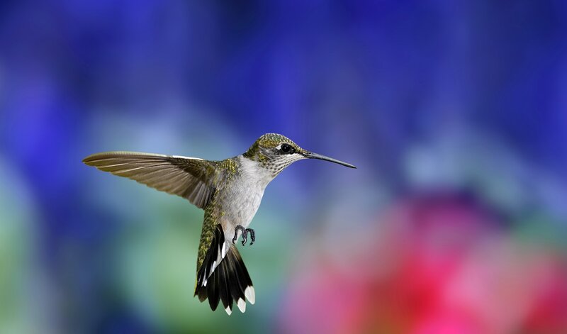 Hummingbird in Flight — Blue, Dynamic, Photograph, Wings, Tail Feathers