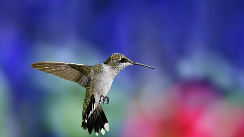 Hummingbird in Flight — Blue, Dynamic, Photograph, Wings