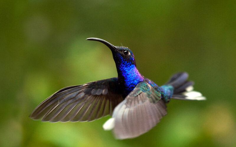 Hummingbird in Flight — Blue, Natural