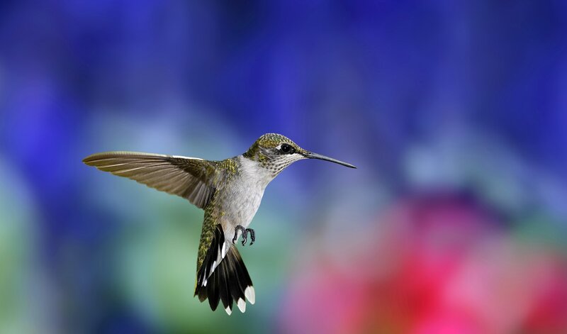 Hummingbird in Flight — Blue, Serene, Photograph, Wings