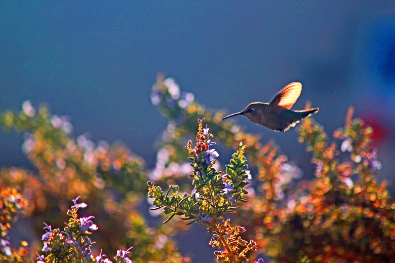 Hummingbird in Flight — Blue, Serene