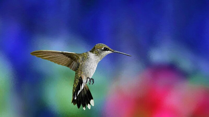 Hummingbird in Flight — Blue, Vibrant, Digital Art