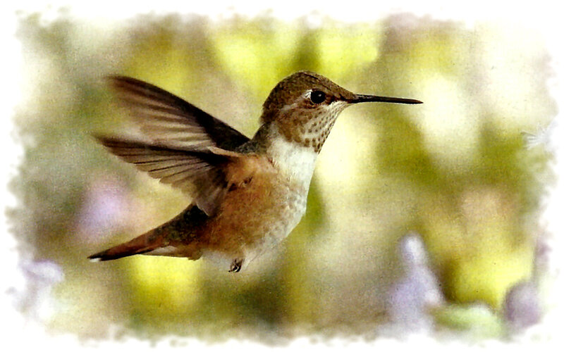 Hummingbird in Flight — Brown, Calm