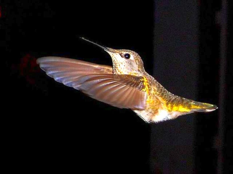 Hummingbird in Flight — Brown, Dramatic, Night