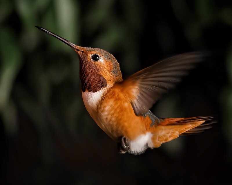 Hummingbird in Flight — Brown, Dramatic, Photograph, Wings
