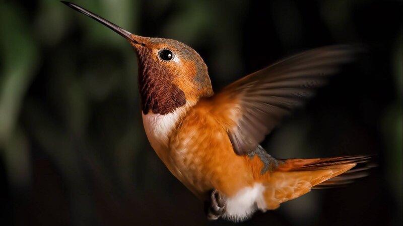 Hummingbird in Flight — Brown, Dramatic
