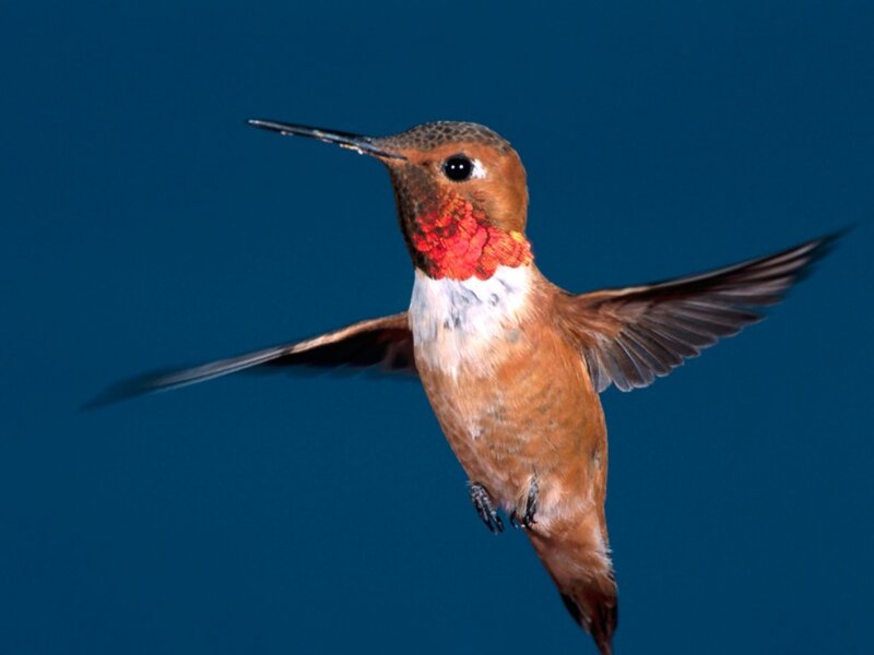 Hummingbird in Flight — Brown, Dynamic, Photograph, Blue Background