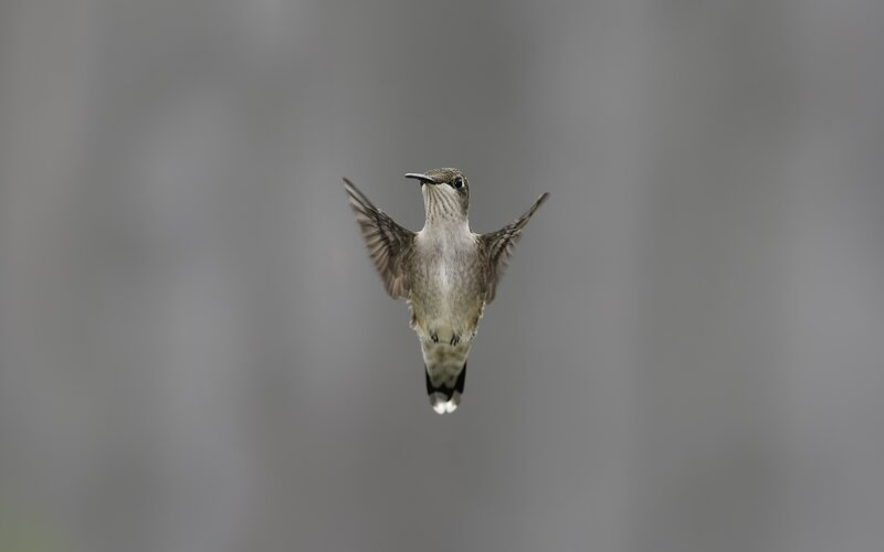 Hummingbird in Flight — Gray, Calm, Photograph