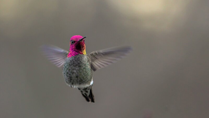 Hummingbird in Flight — Gray, Calm, Photograph, Wings