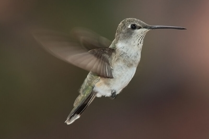 Hummingbird in Flight — Gray, Calm