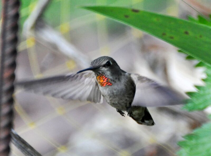 Hummingbird in Flight — Gray