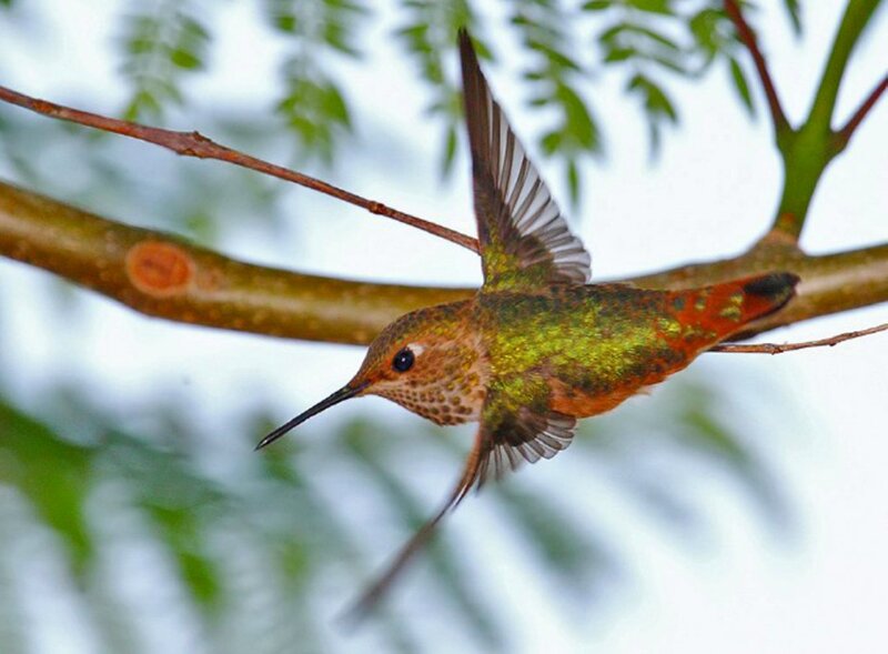 Hummingbird in Flight — Green, Calm, Afternoon, Photograph, Branch