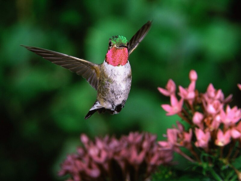 Hummingbird in Flight — Green, Calm, Afternoon, Photograph, Flowers