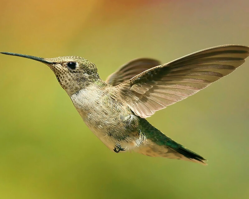 Hummingbird in Flight — Green, Calm, Afternoon, Photograph, Long Beak