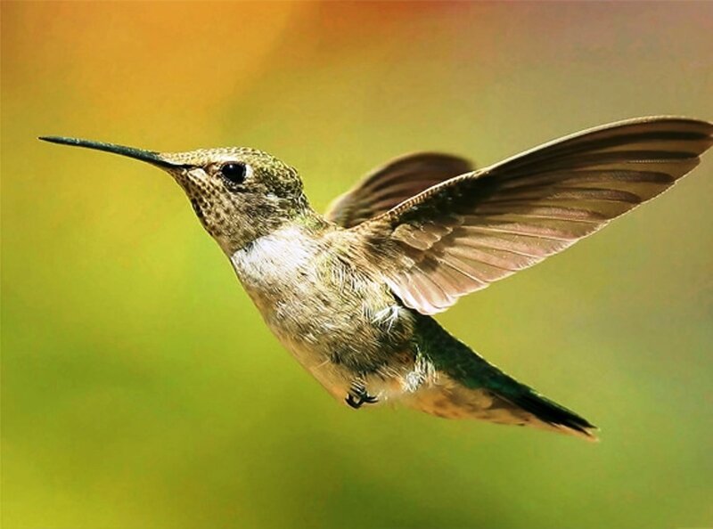 Hummingbird in Flight — Green, Calm, Afternoon, Photograph