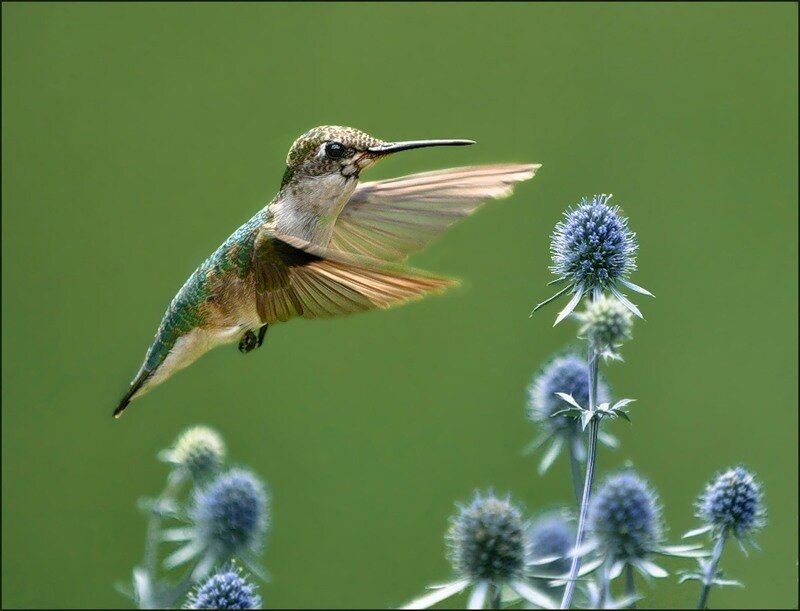 Hummingbird in Flight — Green, Calm, Afternoon