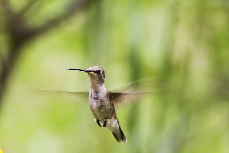Hummingbird in Flight — Green, Calm, Morning