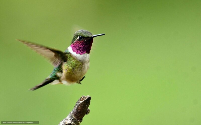 Hummingbird in Flight — Green, Calm, Photograph, Branch, Green Background