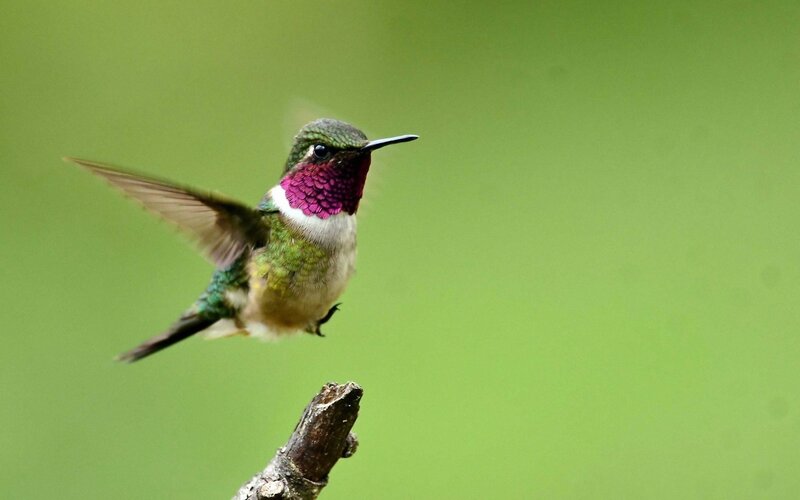Hummingbird in Flight — Green, Calm, Photograph, Branch, Purple