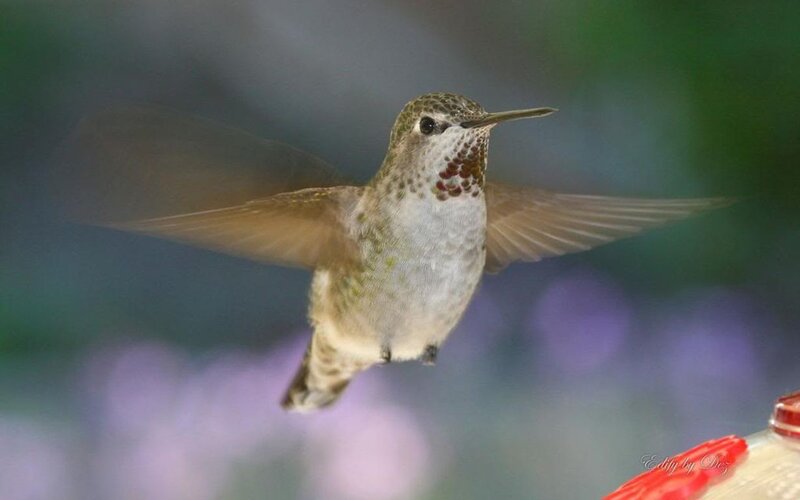 Hummingbird in Flight — Green, Calm, Photograph, Feeder