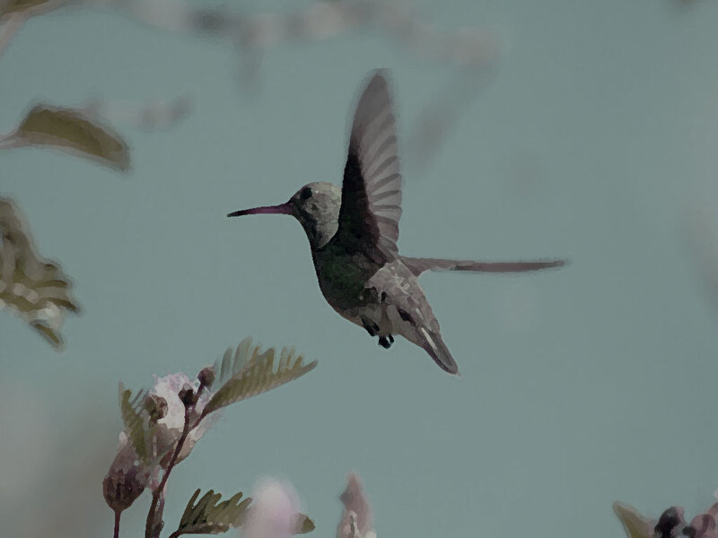 Hummingbird in Flight — Green, Calm, Photograph, Flowers