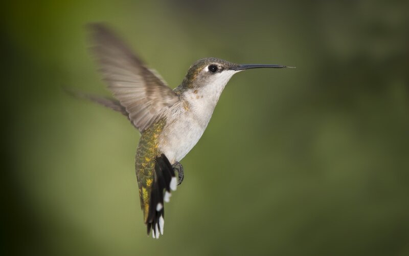 Hummingbird in Flight — Green, Calm, Photograph, Green Background, Long Beak