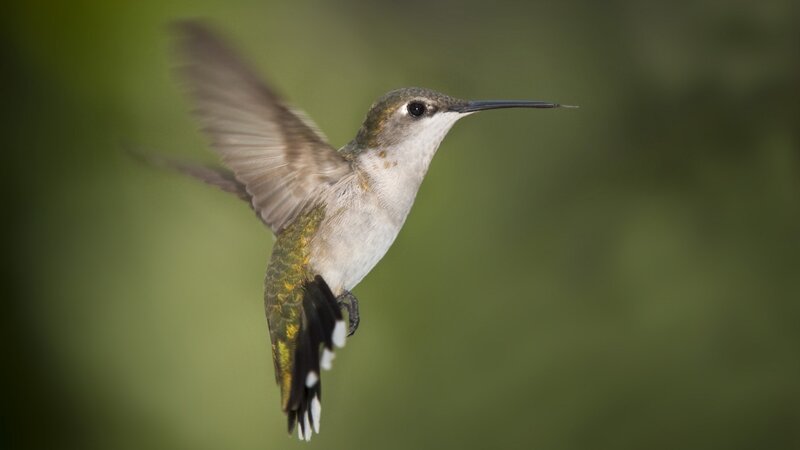 Hummingbird in Flight — Green, Calm, Photograph, Green Background, White, Black