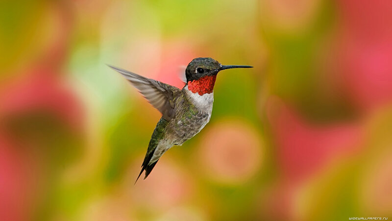 Hummingbird in Flight — Green, Calm, Photograph, Red Throat
