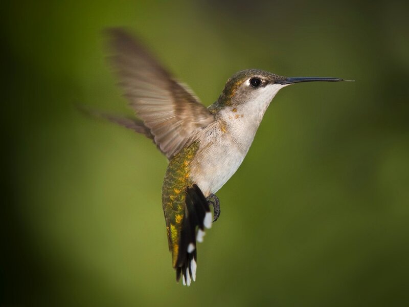 Hummingbird in Flight — Green, Calm, Photograph