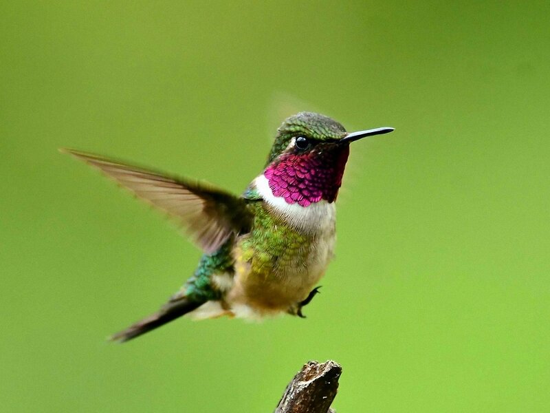 Hummingbird in Flight — Green, Calm, Photograph, Wing