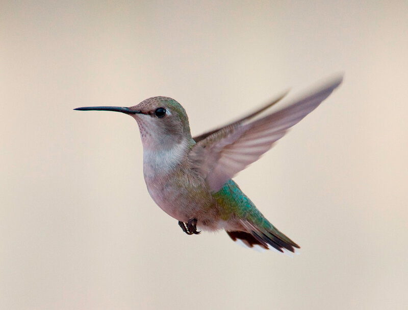 Hummingbird in Flight — Green, Calm, Photograph, Wings, Beak, Feathers