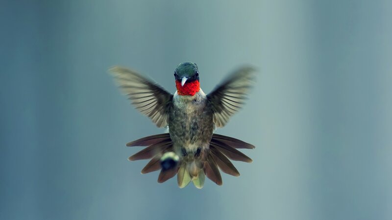 Hummingbird in Flight — Green, Calm, Photograph, Wings, Tail Feathers