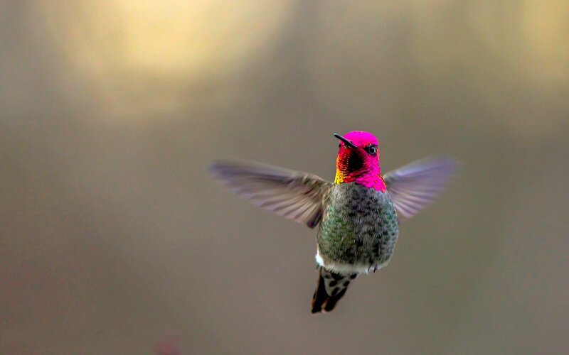 Hummingbird in Flight — Green, Calm, Photograph, Wings