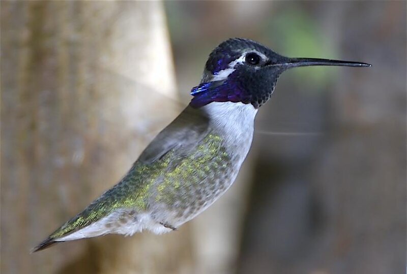 Hummingbird in Flight — Green, Calm