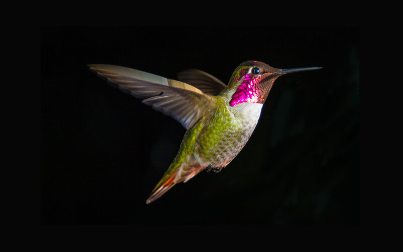 Hummingbird in Flight — Green, Dramatic, Night, Photograph