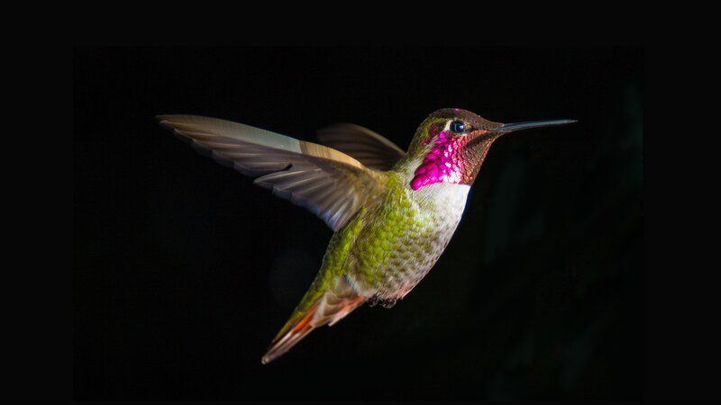 Hummingbird in Flight — Green, Dramatic, Night, Photograph, Wings, Beak